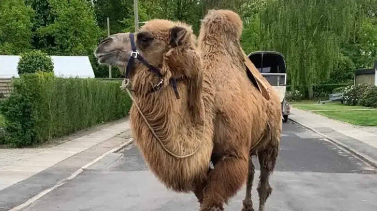 Den kendte kamel Abu er død.