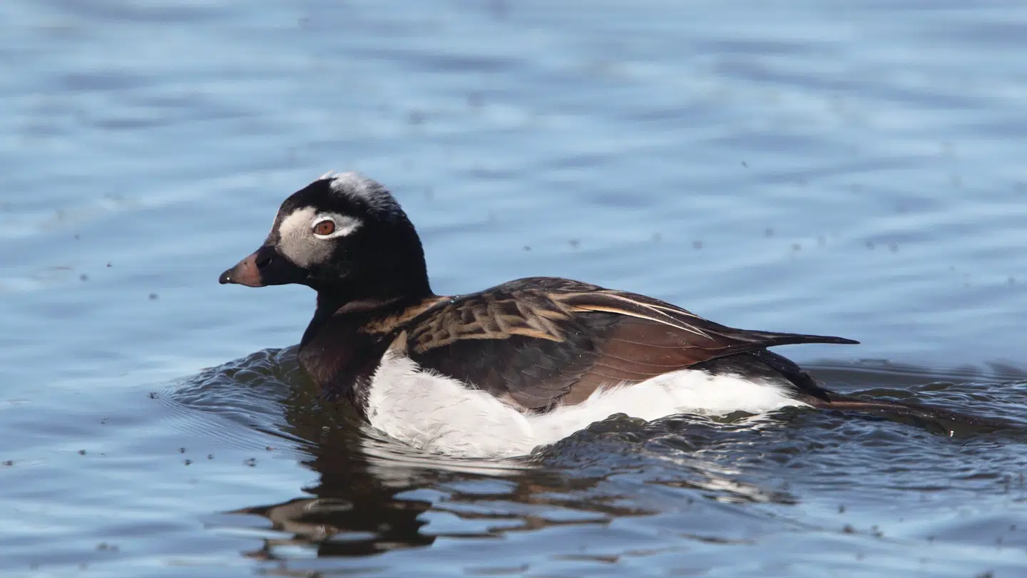 Havlit ser uskyldig ud, men kan få alvorlig konsekvenser for jobs på Bornholm.