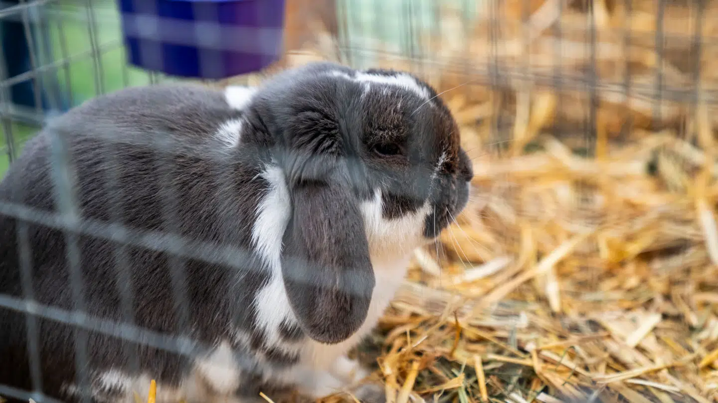 Arkivfoto af kanin. Denne kanin har intet med sagen at gøre.