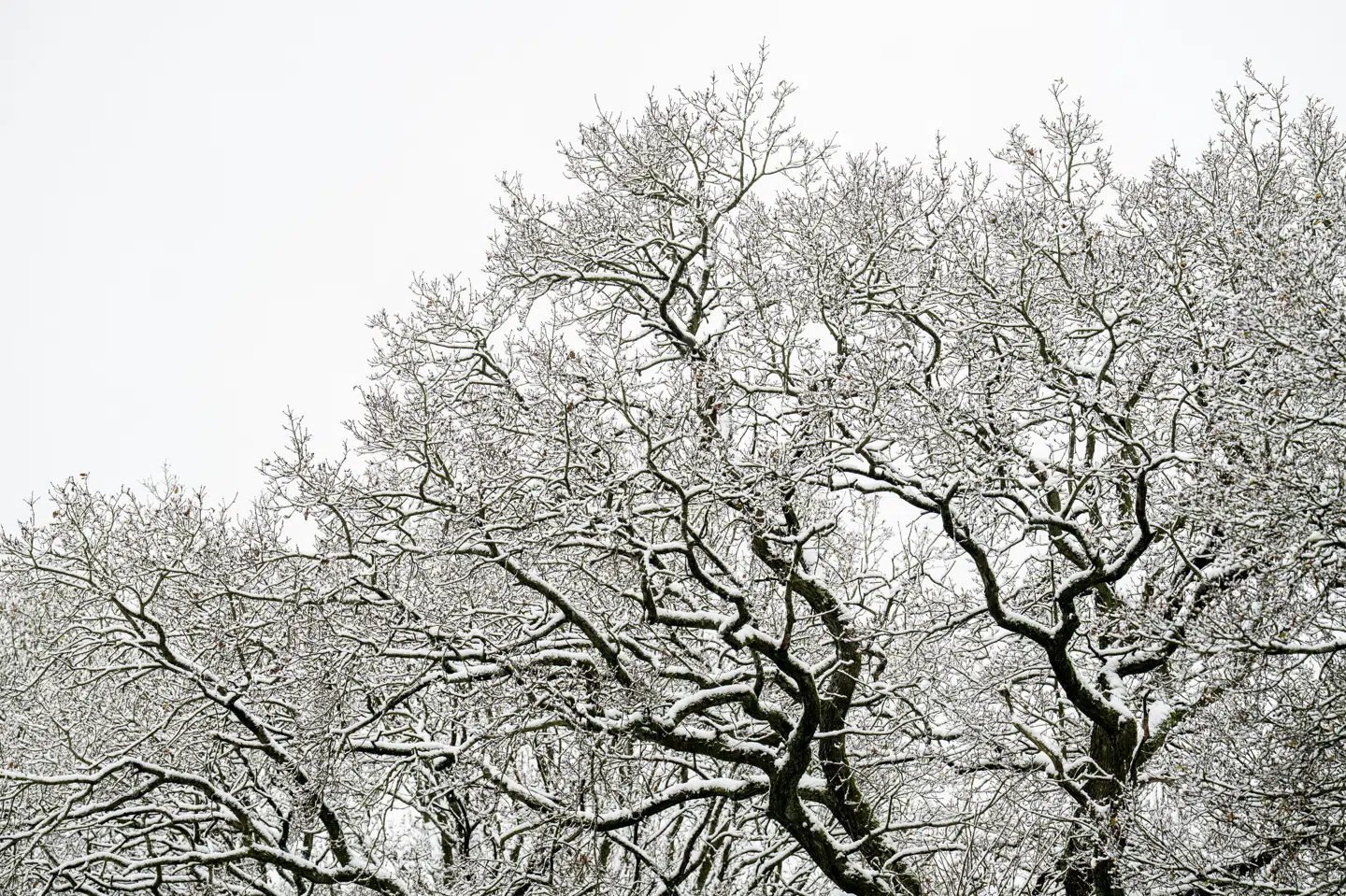 I weekenden er der faldet sne flere steder i Danmark, og det vil også være tilfældet de næste dage, forventer DMI. (Arkivfoto)