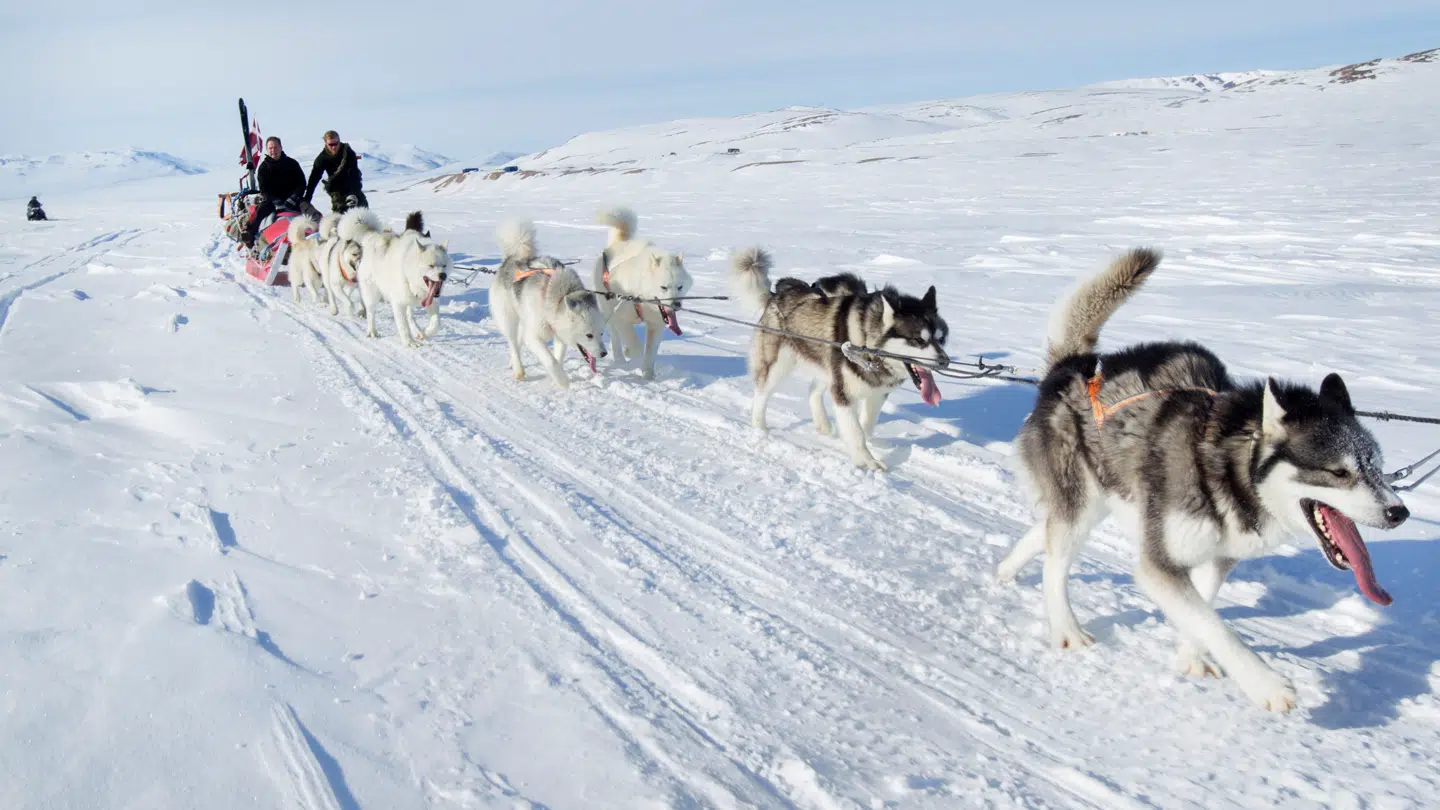 Siriuspatruljen kører rundt i Grønland med hundeslæder. Den danske militære specialenhed blev i sidste uge genstand for amerikansk hån.