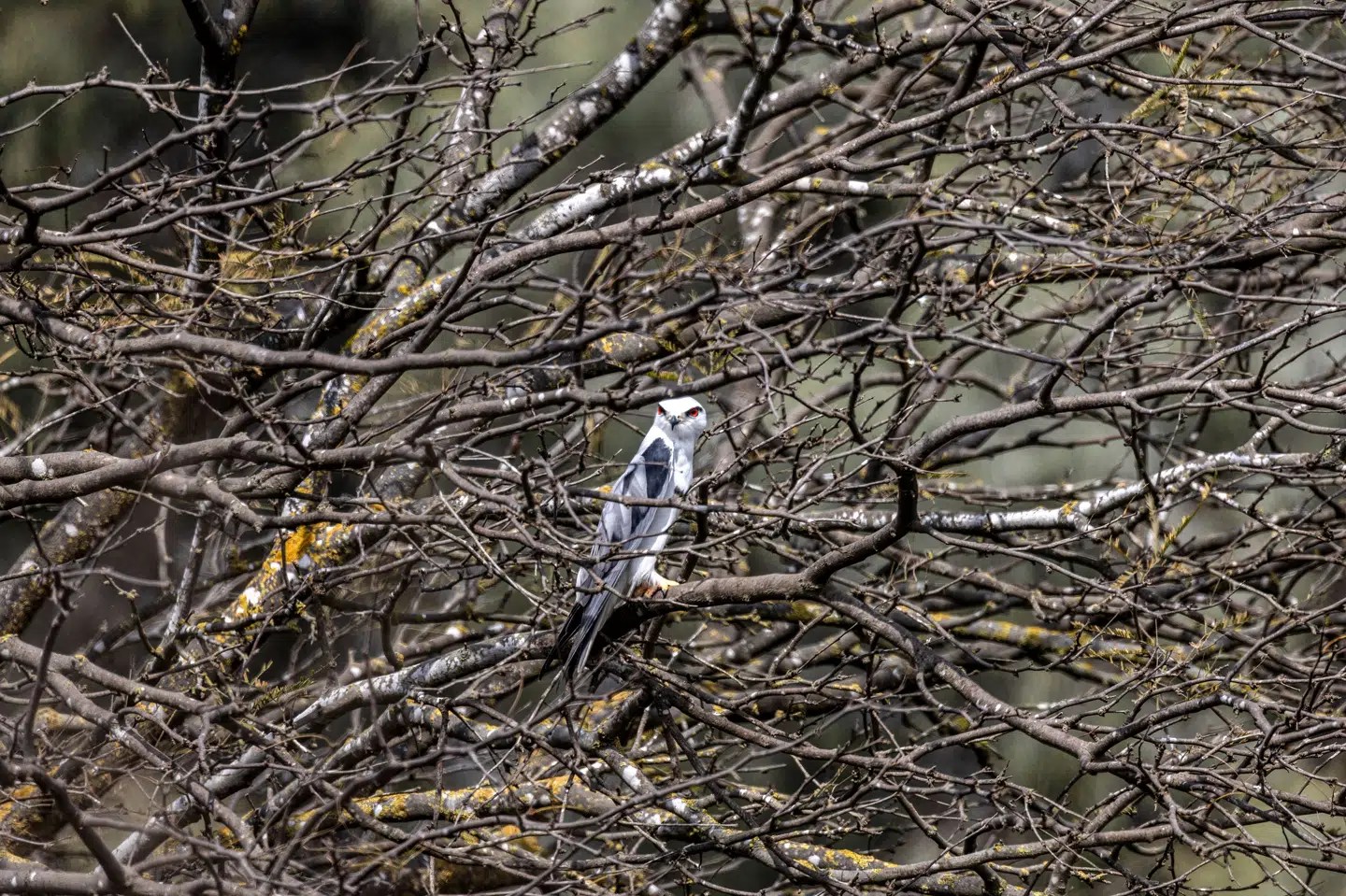 Blå glente lever normalt under varmere himmelstrøg, men i efteråret slog et par sig ned i Vestjylland. Nu er den ene halvdel af parret dog forsvundet. Billedet her er af en blå glente i Israel. (Arkivfoto).