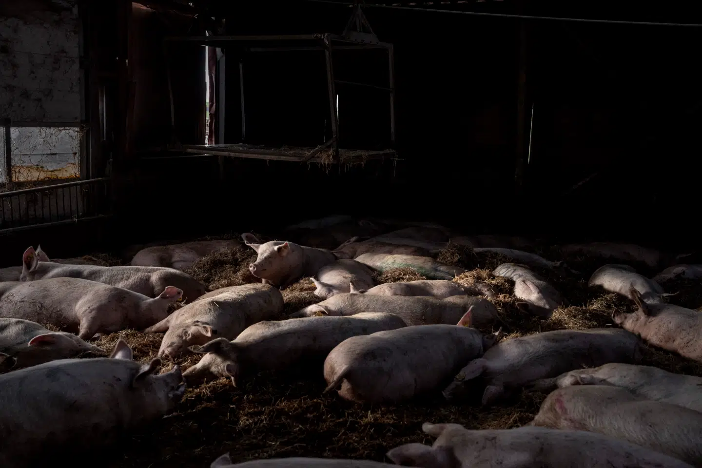 Millioner af grise indgår i den danske svineproduktion, hvor influenzasmitte bliver mere og mere udbredt. Det kan få store konsekvenser, advarer forskere.