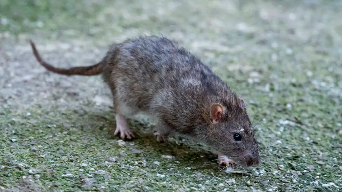 B.T. har ikke billeder af de mange rotter i Odense, men her ses en anden lidt mere eksotisk fætter – i Paris.