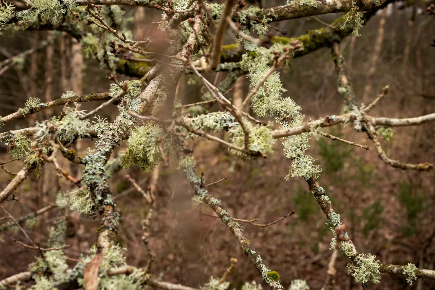 Mos kan hjælpe med at finde mordere og afsløre, hvor lig er begravet. Foto: Bo Amstrup, Scanpix.