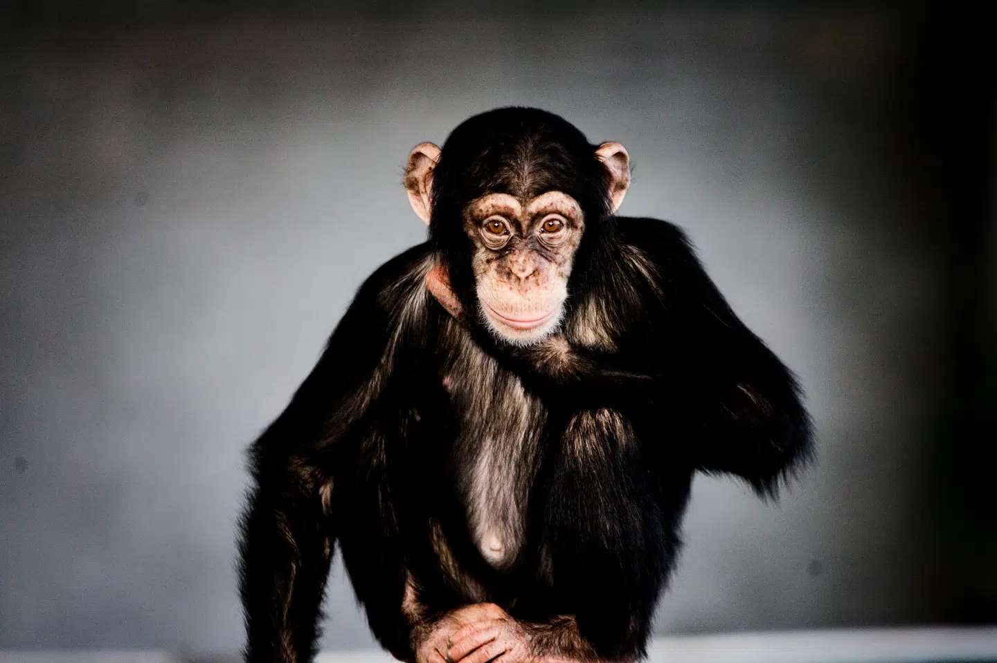 Det viser sig, at det ikke kun er én procents forskel mellem mennesker og chimpanser. Foto: Lea Meilandt Mathiesen, Scanpix.