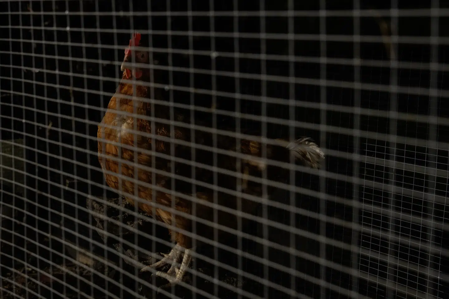 Fugleinfluenza har ramt en hobbybesætning med 20 høns og ænder i Tikøb ved Helsingør. Billedet her stammer ikke fra den pågældende besætning. (Arkivfoto).