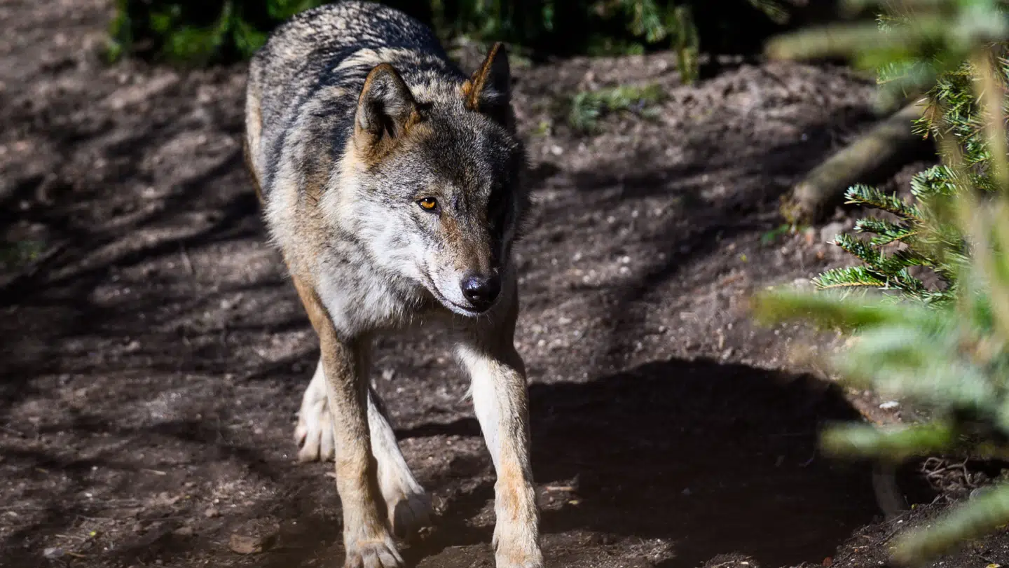 En ulv fulgte fredag aften efter en ung pige i Oksbøl. Dette er dog en ulv fotograferet i Københavns Zoo.