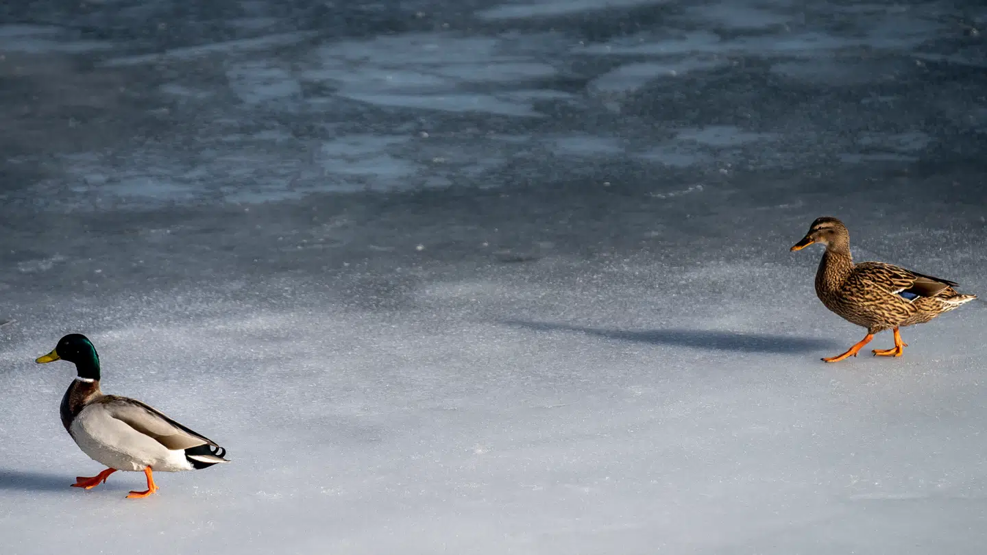 Isen kan måske bære ænderne her, men formentlig ikke dig.