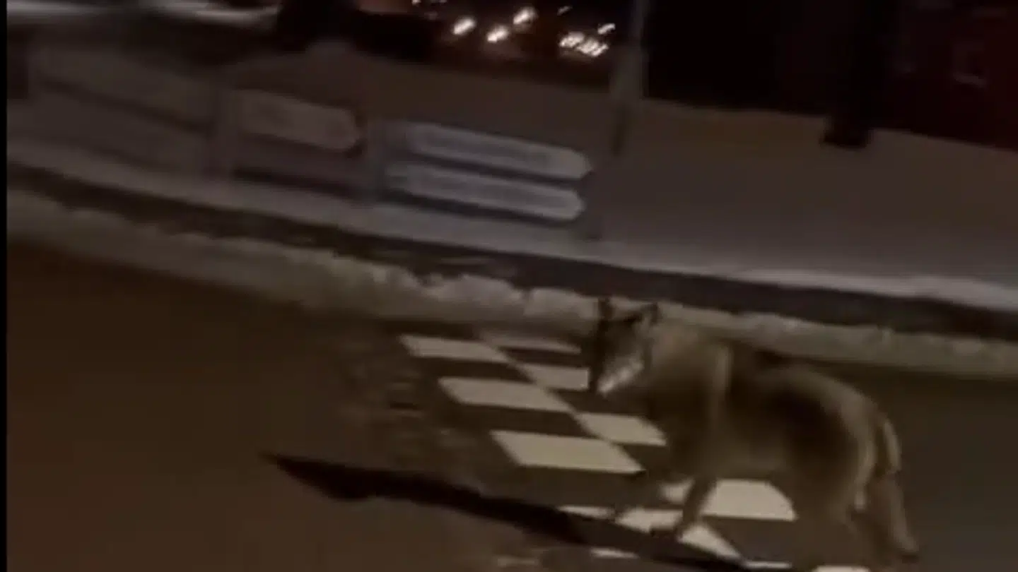 En ulv fulgte fredag aften efter en ung pige i Oksbøl.