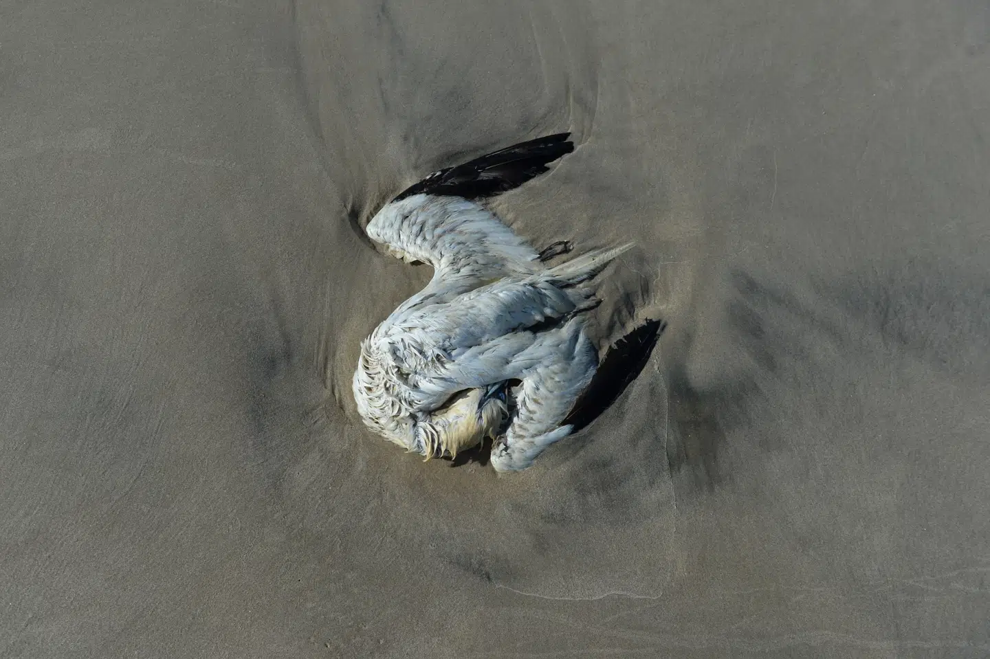 En død sule ligger med hovedet begravet i sandet på en af Danmarks kyster. Billedet er delt af Dansk Ornitologisk Forening, DOF Birdlife, i forbindelse med at foreningen iværksætter en registrering af døde havfugle de kommende måneder.