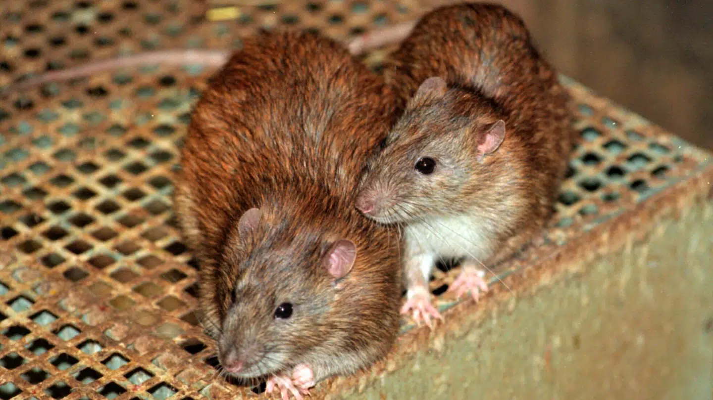 Rotter volder udfordringer i Aarhus Kommune.