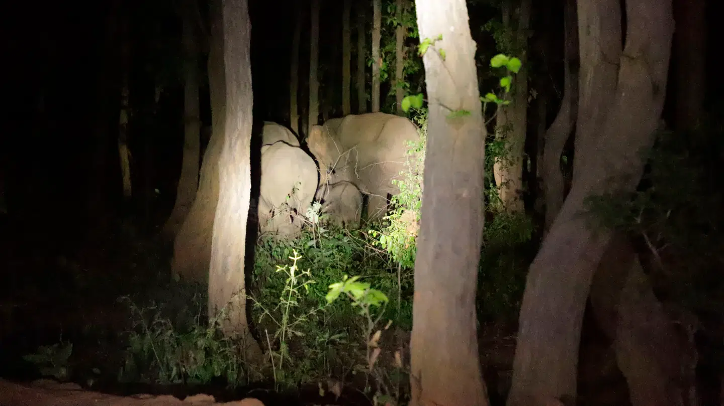 Arkivfoto af elefanter fra Jharkhand-delstaten i Indien.