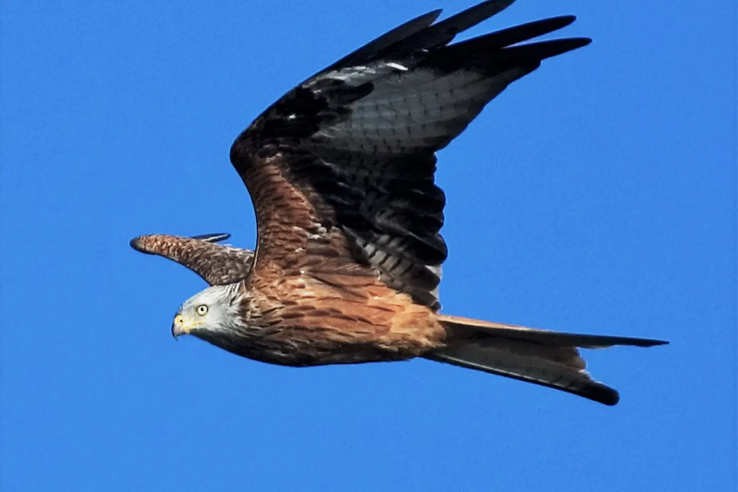 Den røde glente er kendetegnet ved sin lange, kløftede hale. Den har et vingefang på op til halvanden meter.(Arkivfoto).
