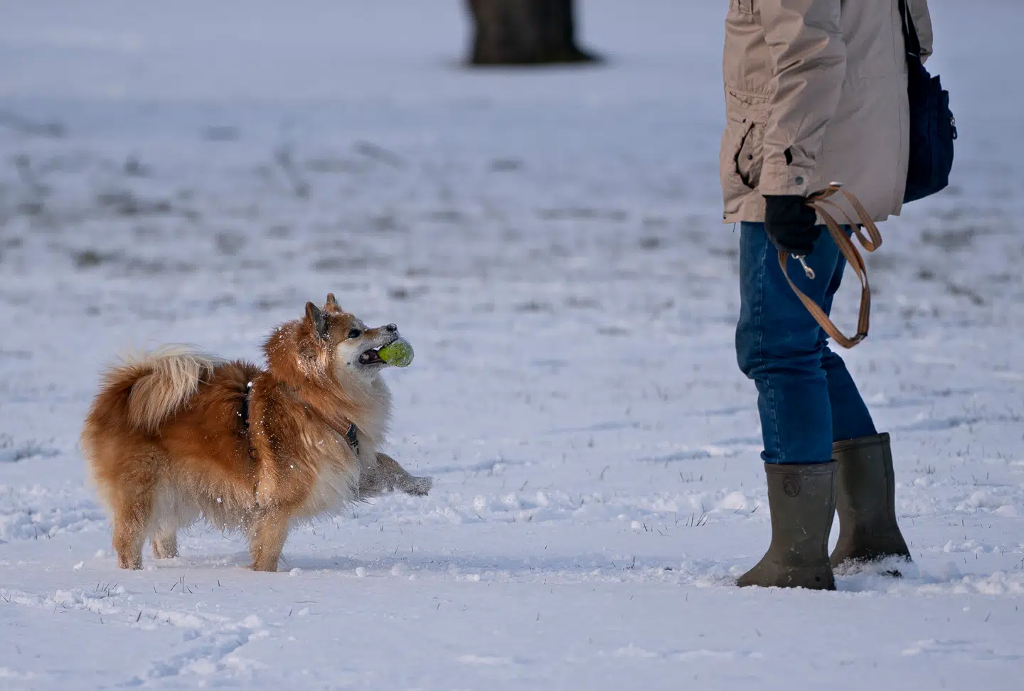 Ifølge nyt studie, har hver femte brite haft det værre ved at miste et kæledyr end ved at tage afsked med et menneske. Foto: Liselotte Sabroe, Scanpix.