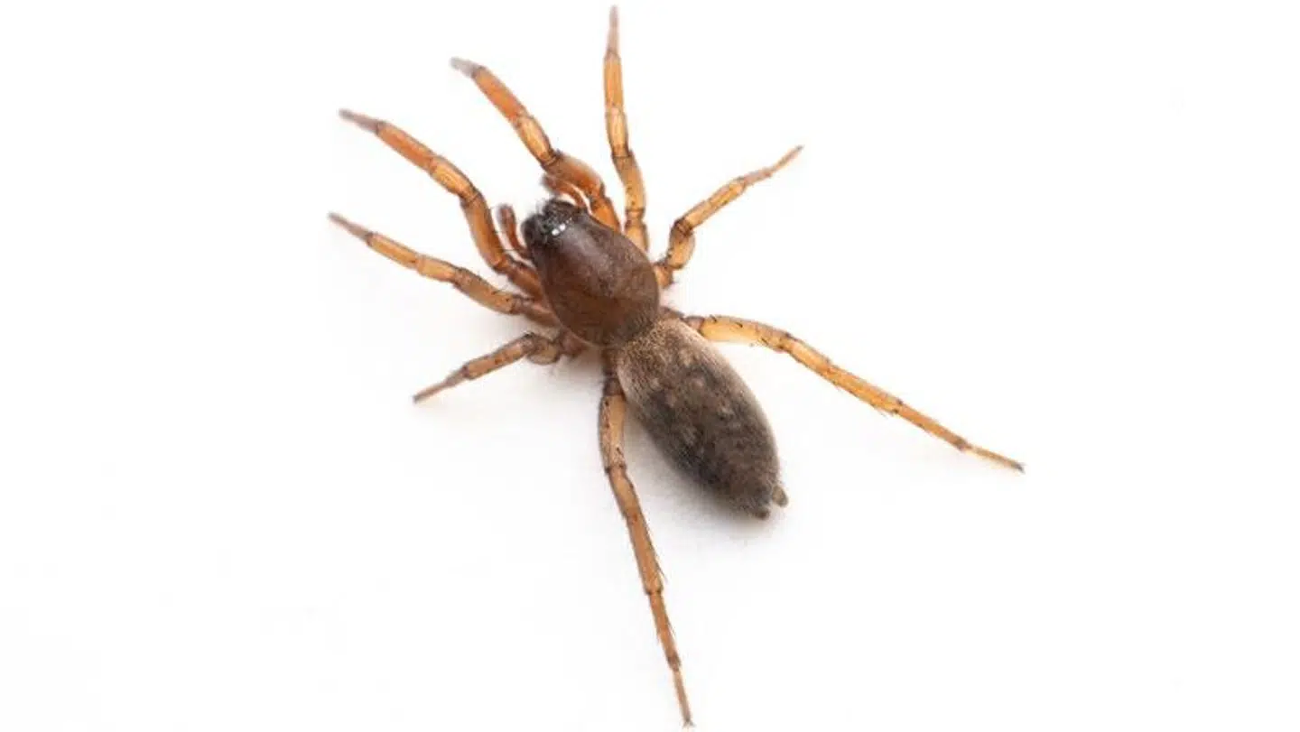 Dette er en af de mange edderkoppearter, som er blevet fundet i grusgravene.