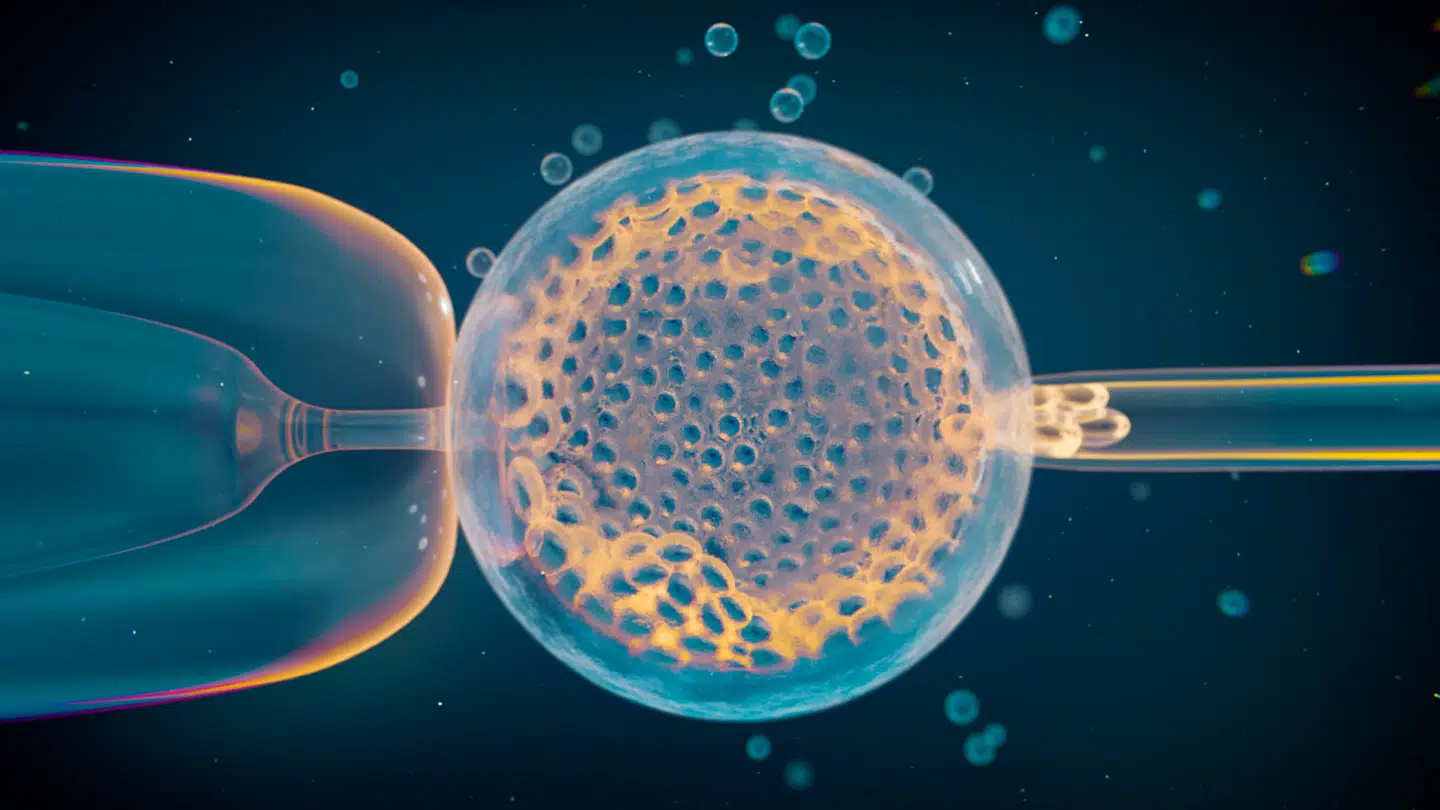 Studiet bruger data fra op mod 140.000 kunstigt befrugtede æg. Foto: Thom Leach, Amoeba Studios