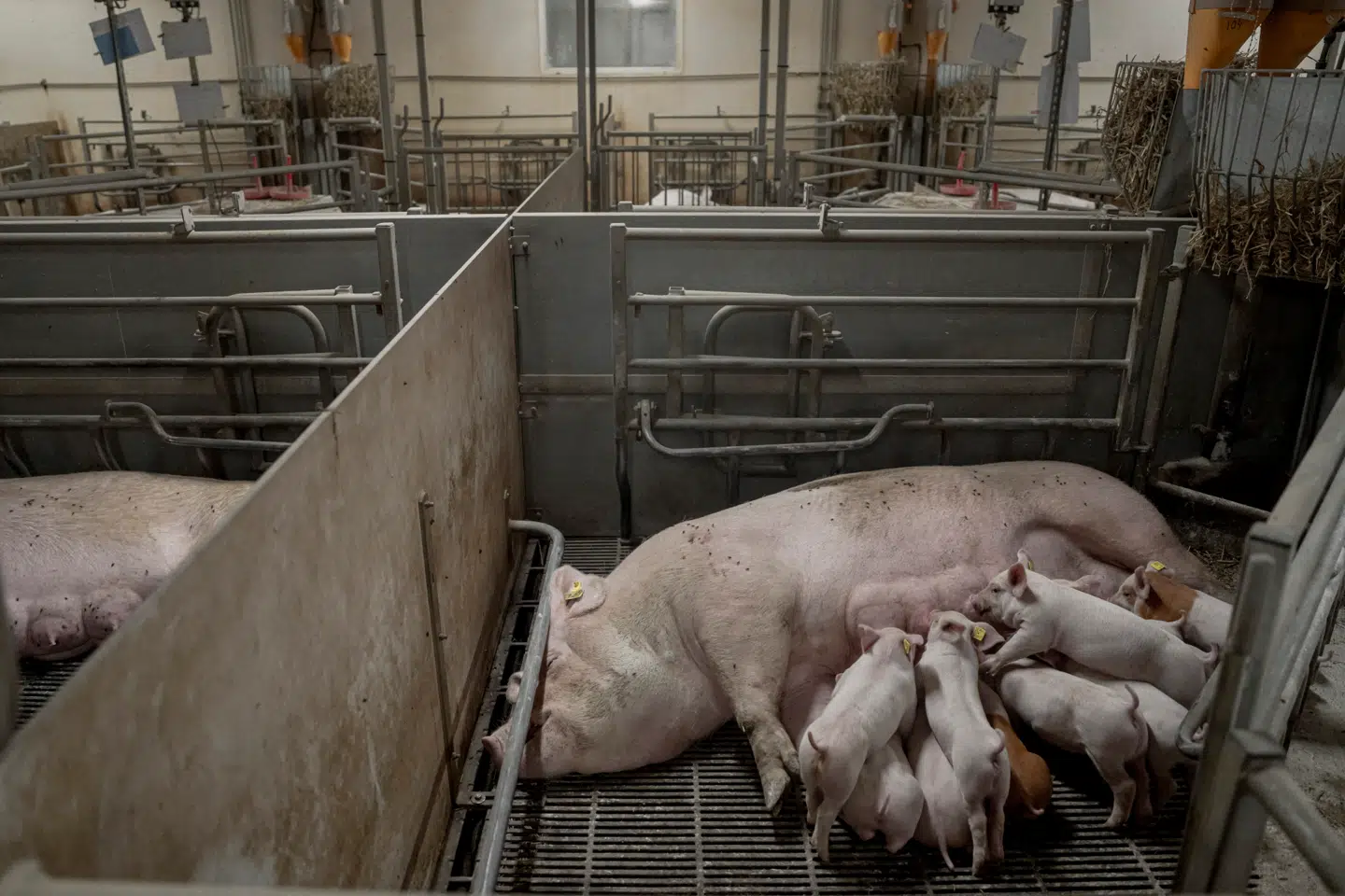 Den måde vi traditionelt måler succes i landbruget på, er helt og aldeles utilstrækkelig, lyder det fra Flemming Dengsø Nielsen og Thomas Søby fra Dyrenes Beskyttelse.