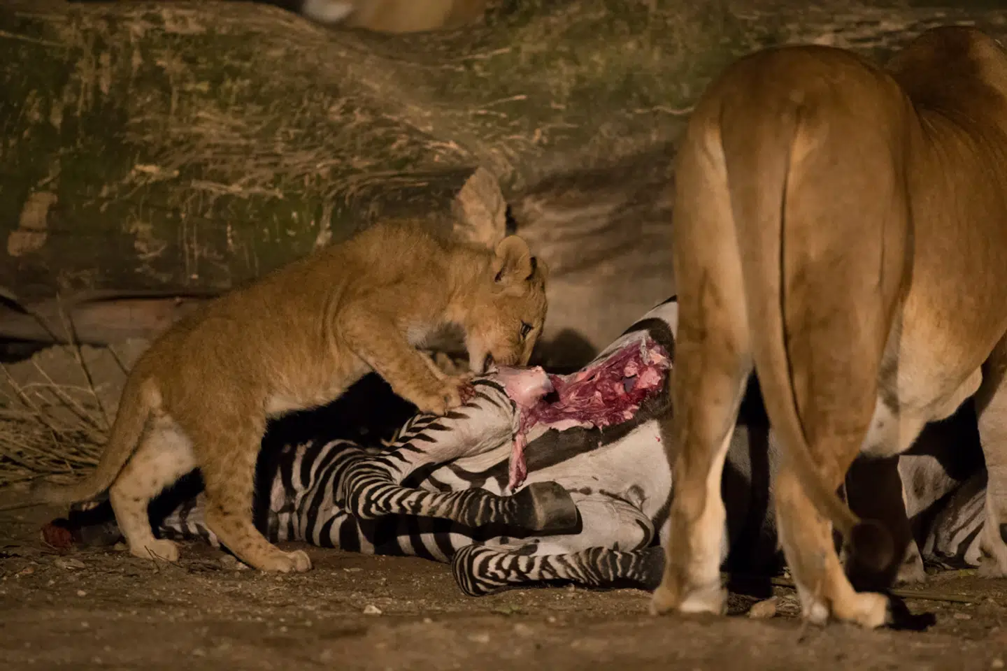 Zoologiske haver afliver for få dyr, konkluderer nyt studie. Foto: Frank Rønsholt, Zoologisk Have København