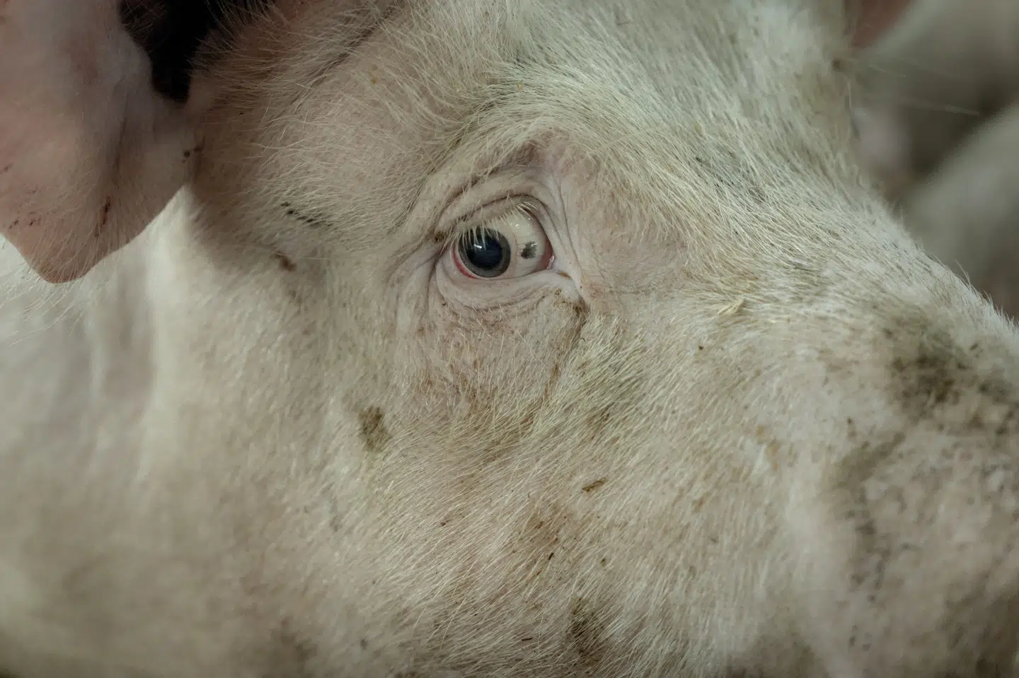 En kontrol blandt 269 svinebesætninger har ifølge Fødevarestyrelsen afsløret mangler, når det gælder overbrusningsanlæg og rodemateriale til dyrene. (Arkivfoto).