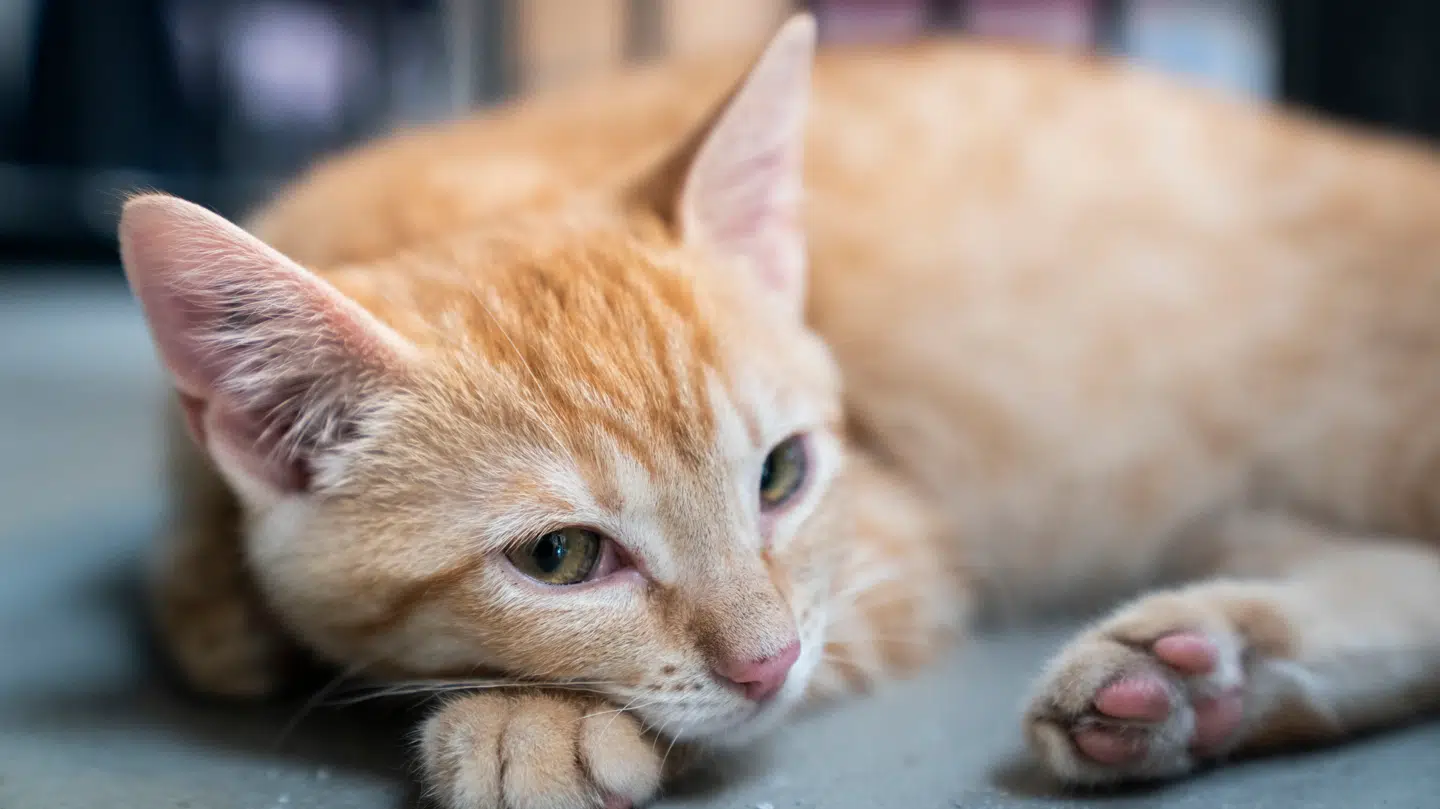 Katteejeren fik erstatning, efter at han var blevet fyret, da han meldte sig syg af sorg over sin kats død.