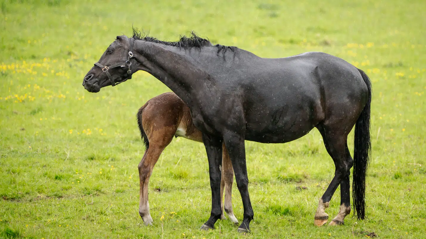 ARKIVFOTO: Vestnilvirus er blevet opdaget hos fire heste i Danmark.