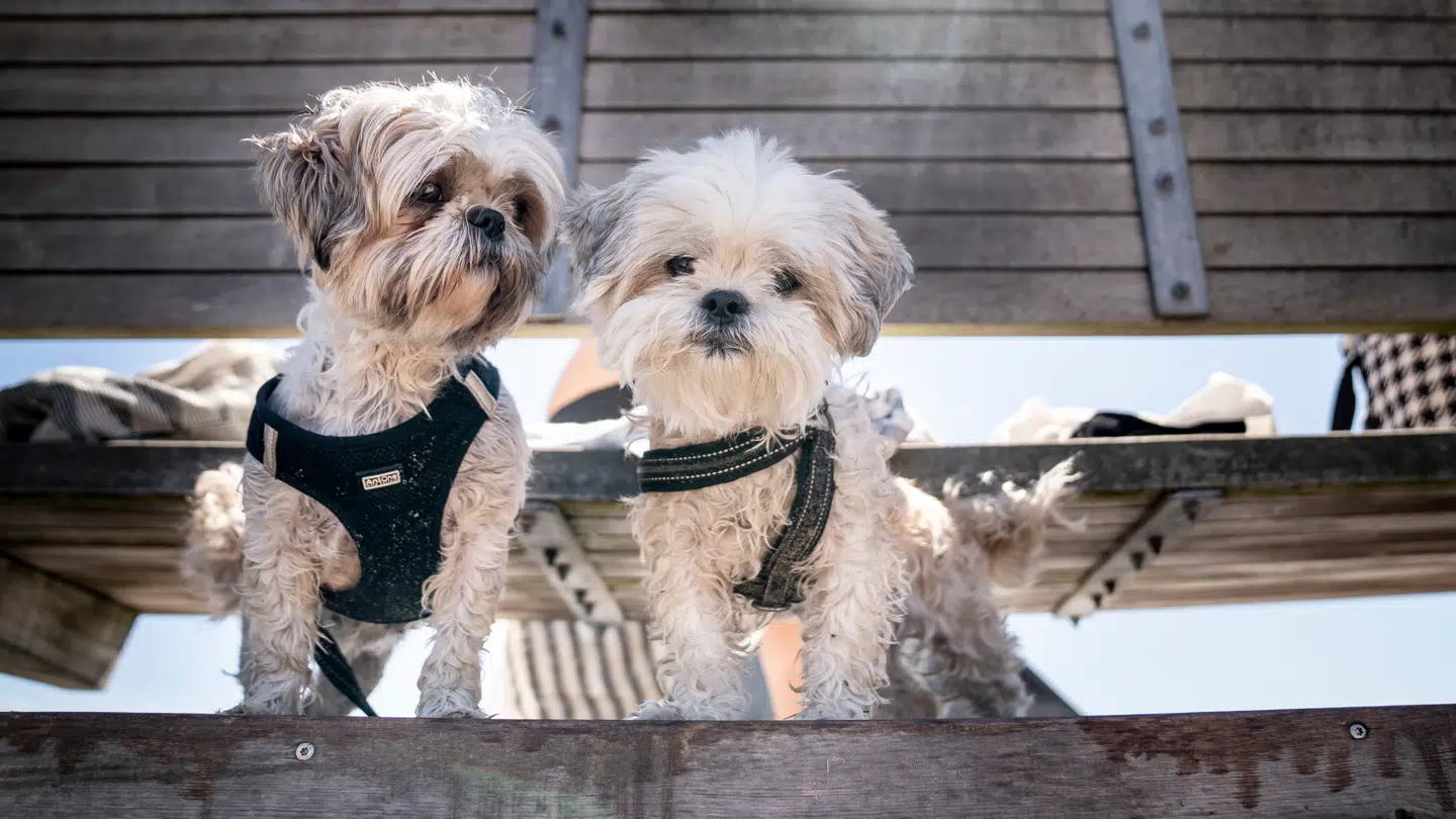 Små hunde er de mest udsatte, lyder det.