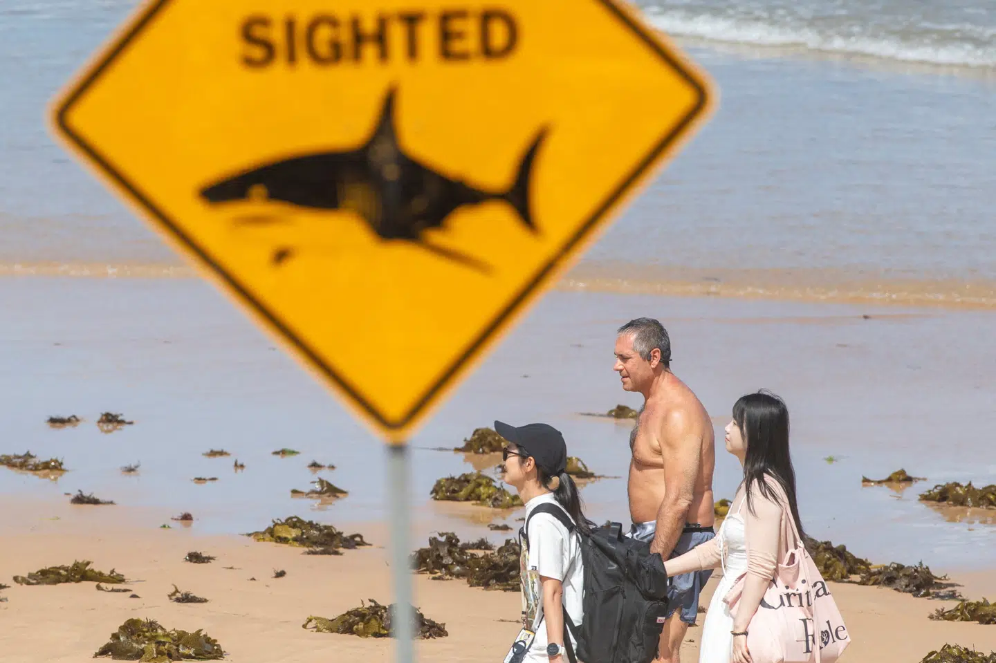 Flere strande har i Sydney været lukket, efter at myndigheder har observeret hajer. Billedet er fra den 20. januar ved Queenscliff Beach (Arkivfoto).