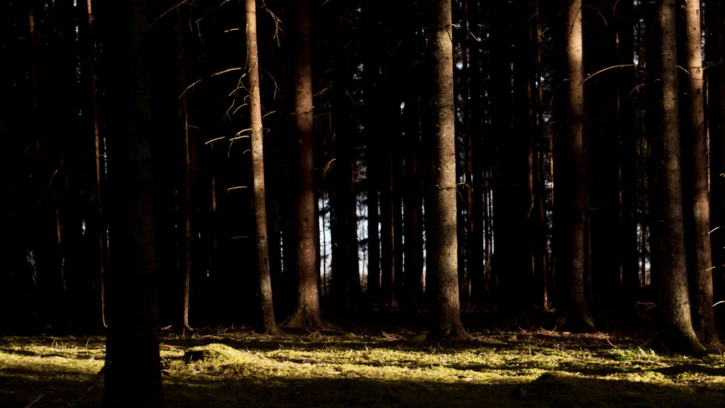 Ifølge Aftonbladet blev et stort skovområde gennemsøgt under efterforskningen.