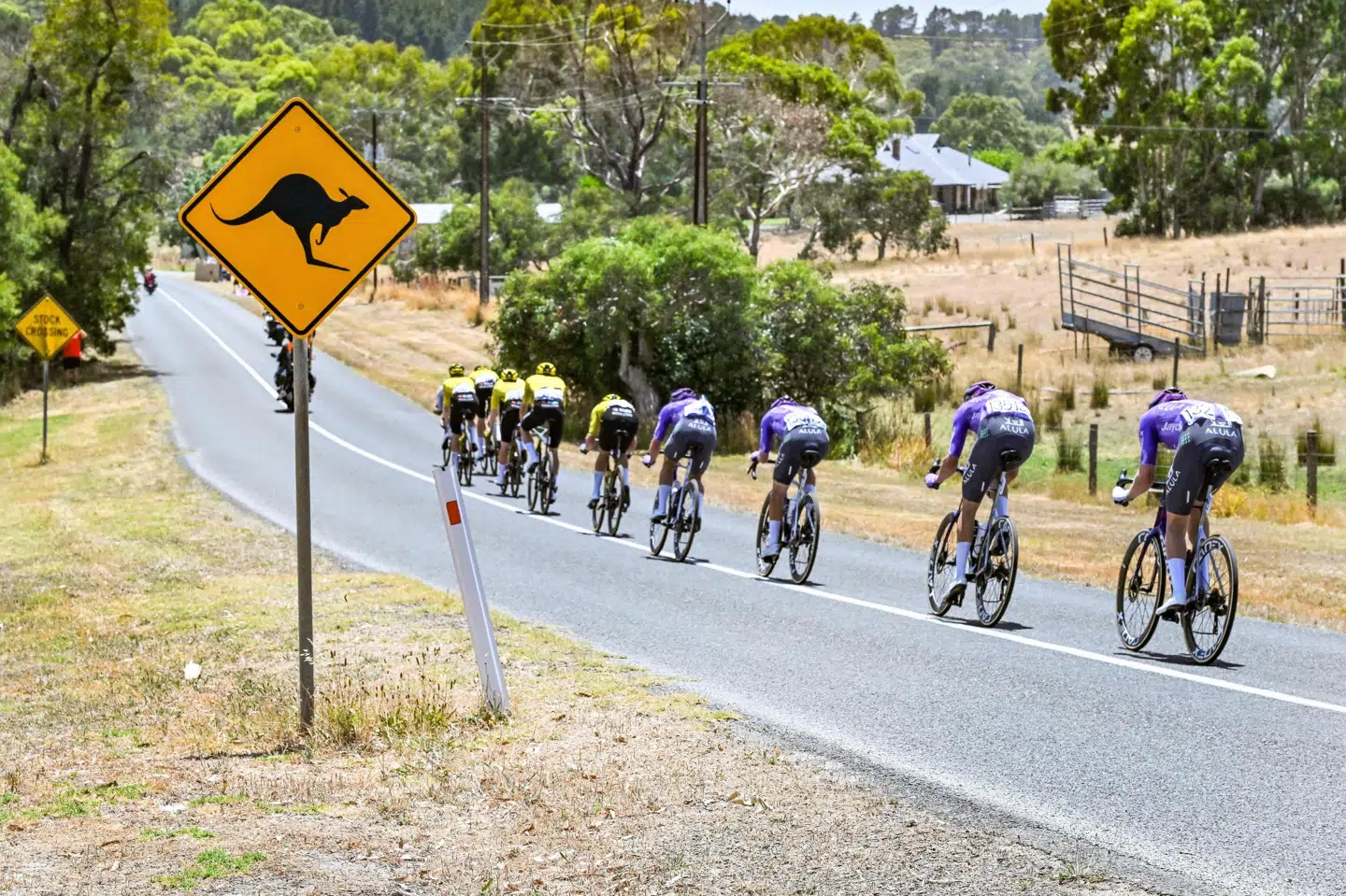 Skilte advarede under søndagens etape af Tour Down Under om, at der kunne være kænguruer på vejen. Advarslen var ikke ubegrundet. To af de store pungdyr sendte nemlig flere ryttere i asfalten.