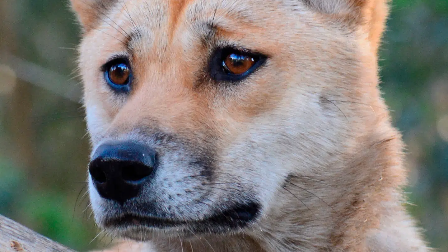 En flok af dingoer, som er vildtlevende hunde, skal aflives på den australske ø K'gari, der også går under navnet Fraser Island.