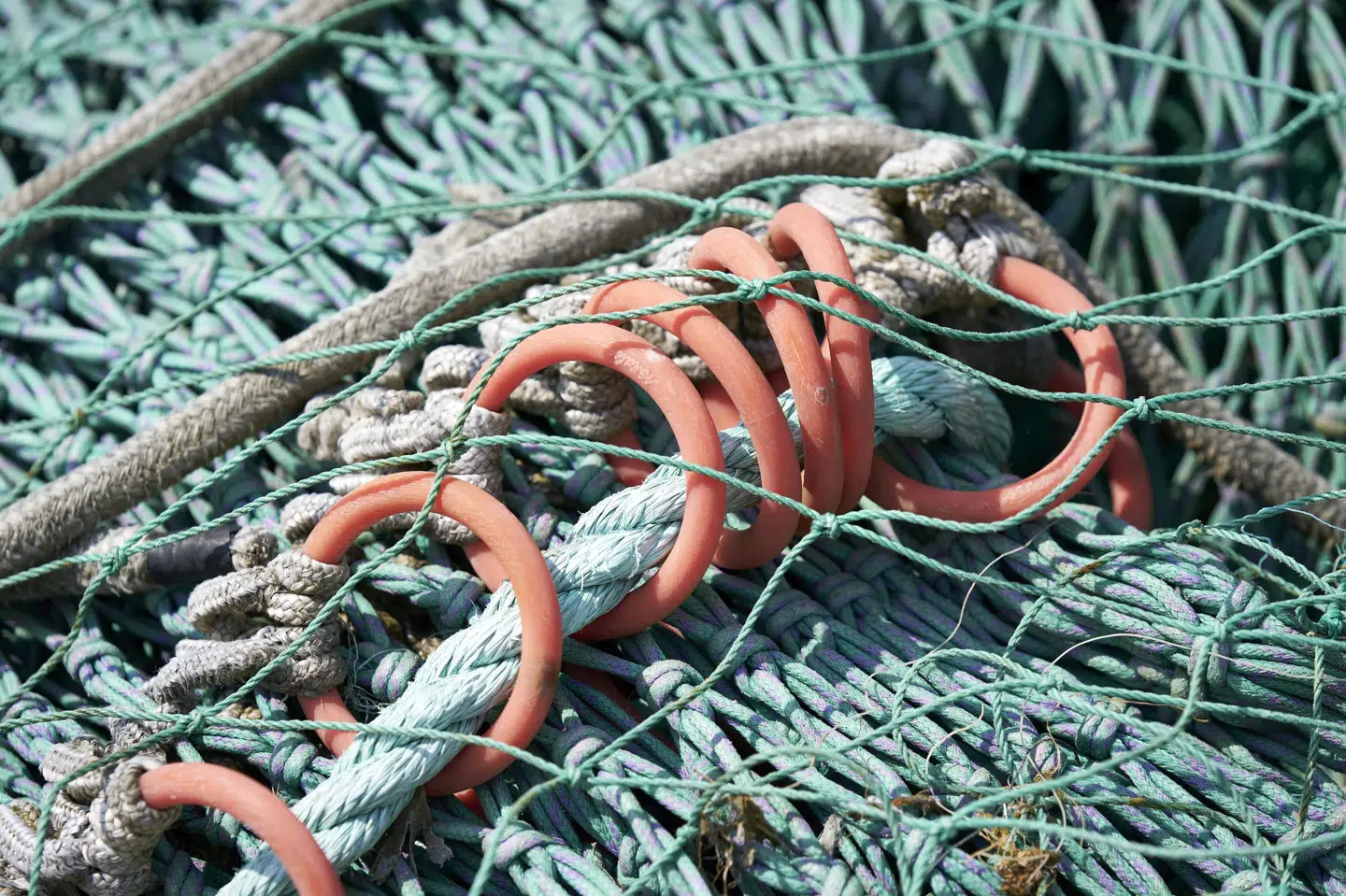 Reb fra fiskeredskaber kan ende som plastikaffald langs kysterne og mikroplast i havmiljøet. Men rebene kan også blive et problem for havfugle, der vikler sig ind i det, fremgår det af en undersøgelse. (Arkivfoto).