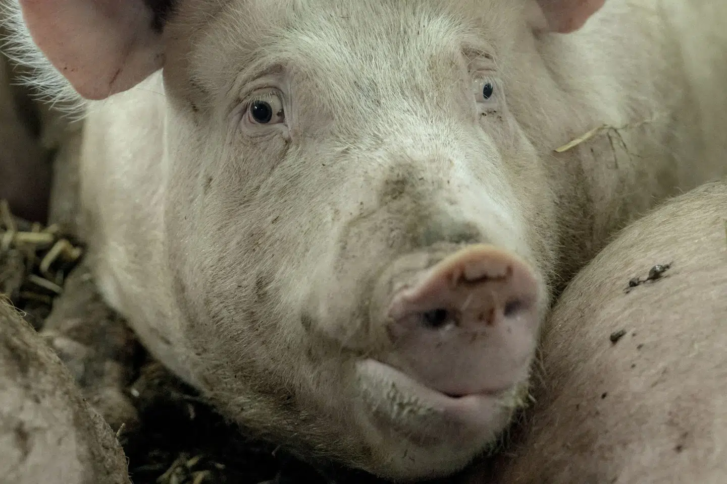 Jeppe Bloch Nielsen, der er svineproducent i Vejen og formand for Danske Svineproducenter, er blevet politianmeldt af Dyrenes Beskyttelse. Grisen på billedet er fra en anden svinestald. (Arkivfoto).