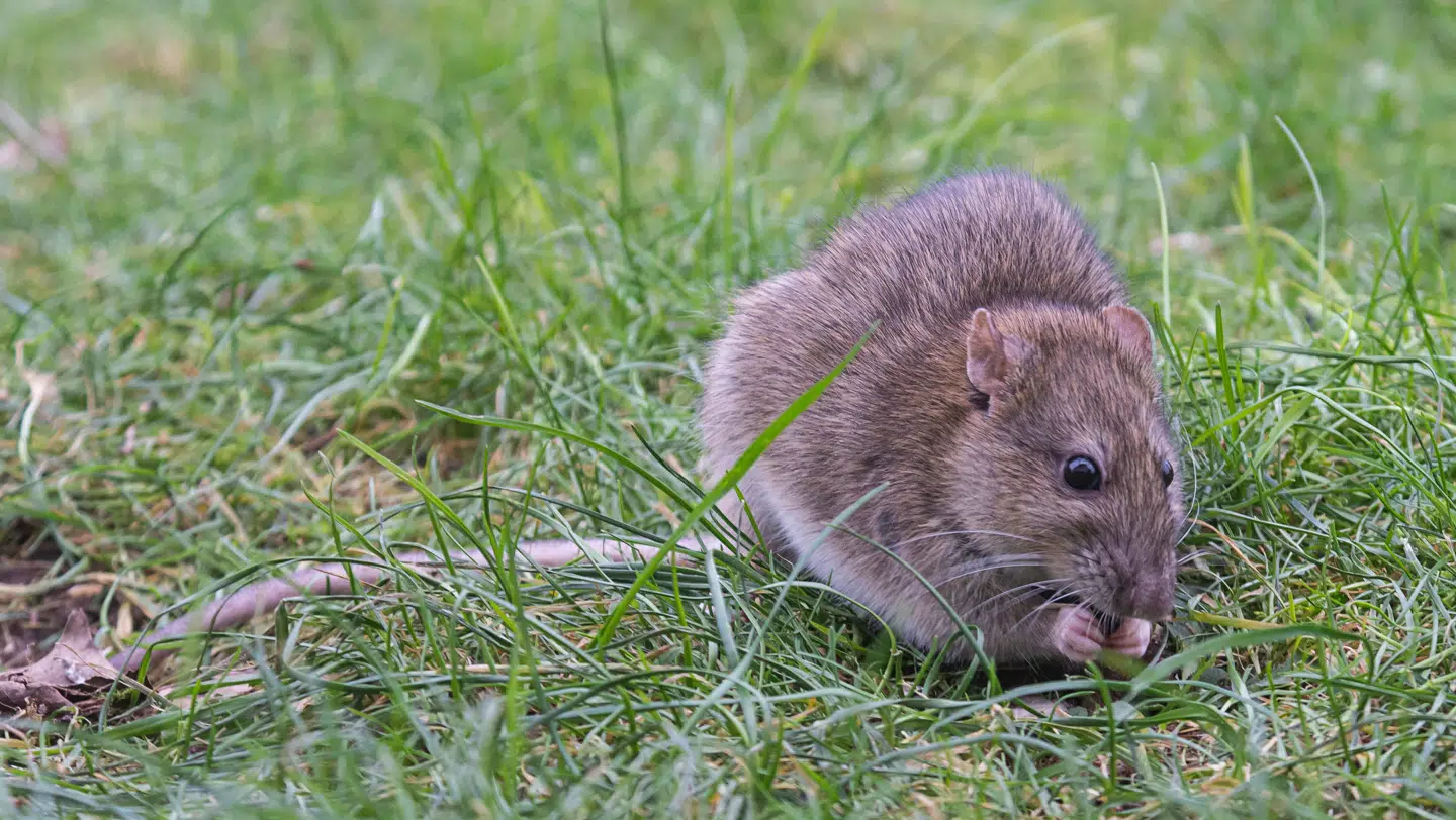 Arkivfoto. Her ses en brun rotte.
