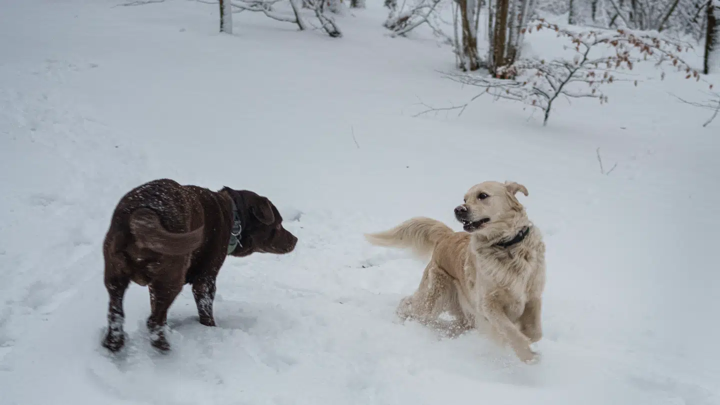 Tirsdag har budt på snelandskab mange steder i landet. Her et par glade hunde, der boltrer sig i sneen i Hareskoven i løbet af dagen.