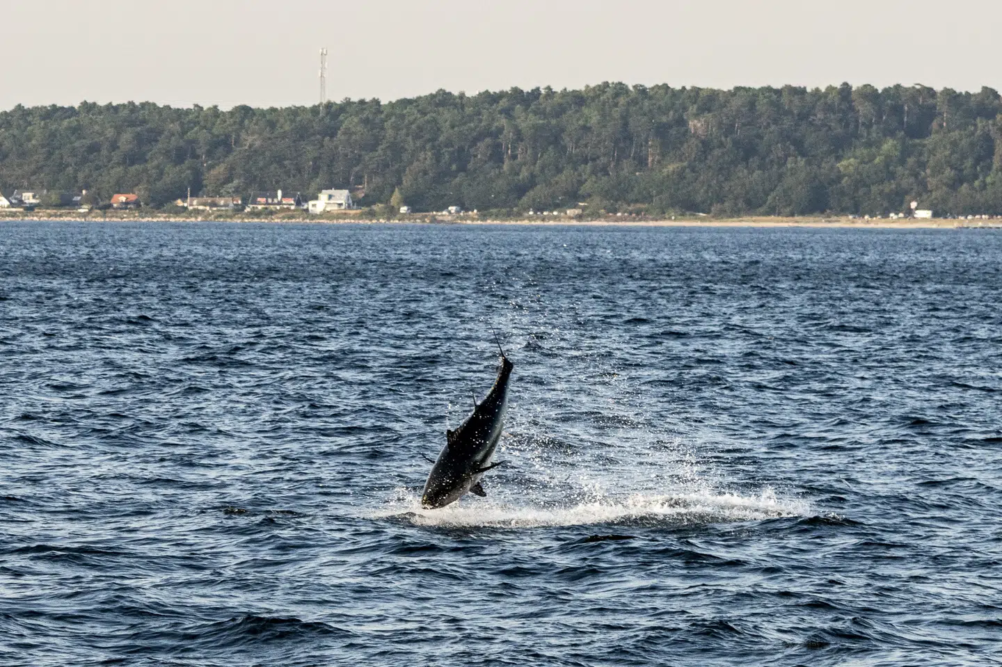 En blåfinnet tunfisk boltrer sig i Øresunds bølger på billedet her fra september 2024. Nu har danske og svenske forskere kortlagt tunfiskenes fødevalg. (Arkivfoto).