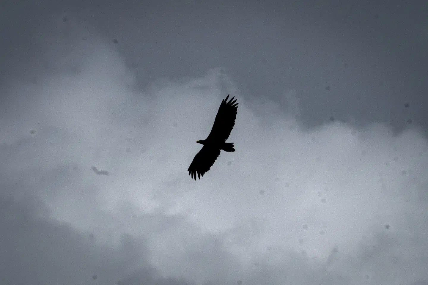 Havørnen er Danmarks største rovfugl og er lige som musvåger fredede. Havørne lever primært af andre fugle og fisk men kan også spise ådsler. (Arkivfoto).