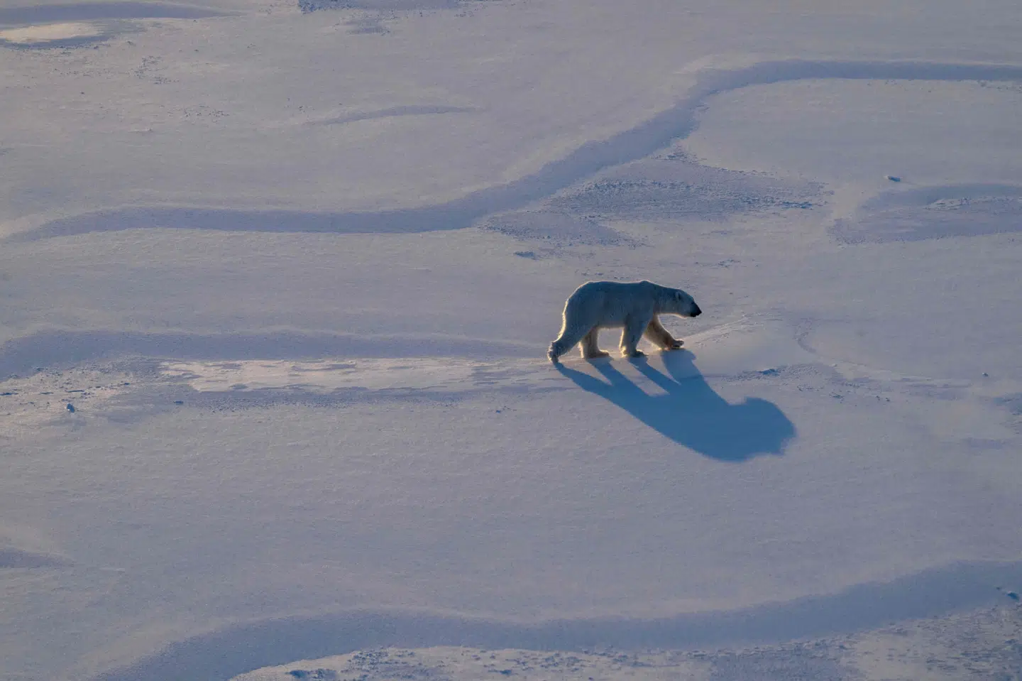 En isbjørn vandrer på Svalbard i Norge. Isbjørnene i området har ifølge nyt studie taget på i vægt de senere år. (Arkivfoto).