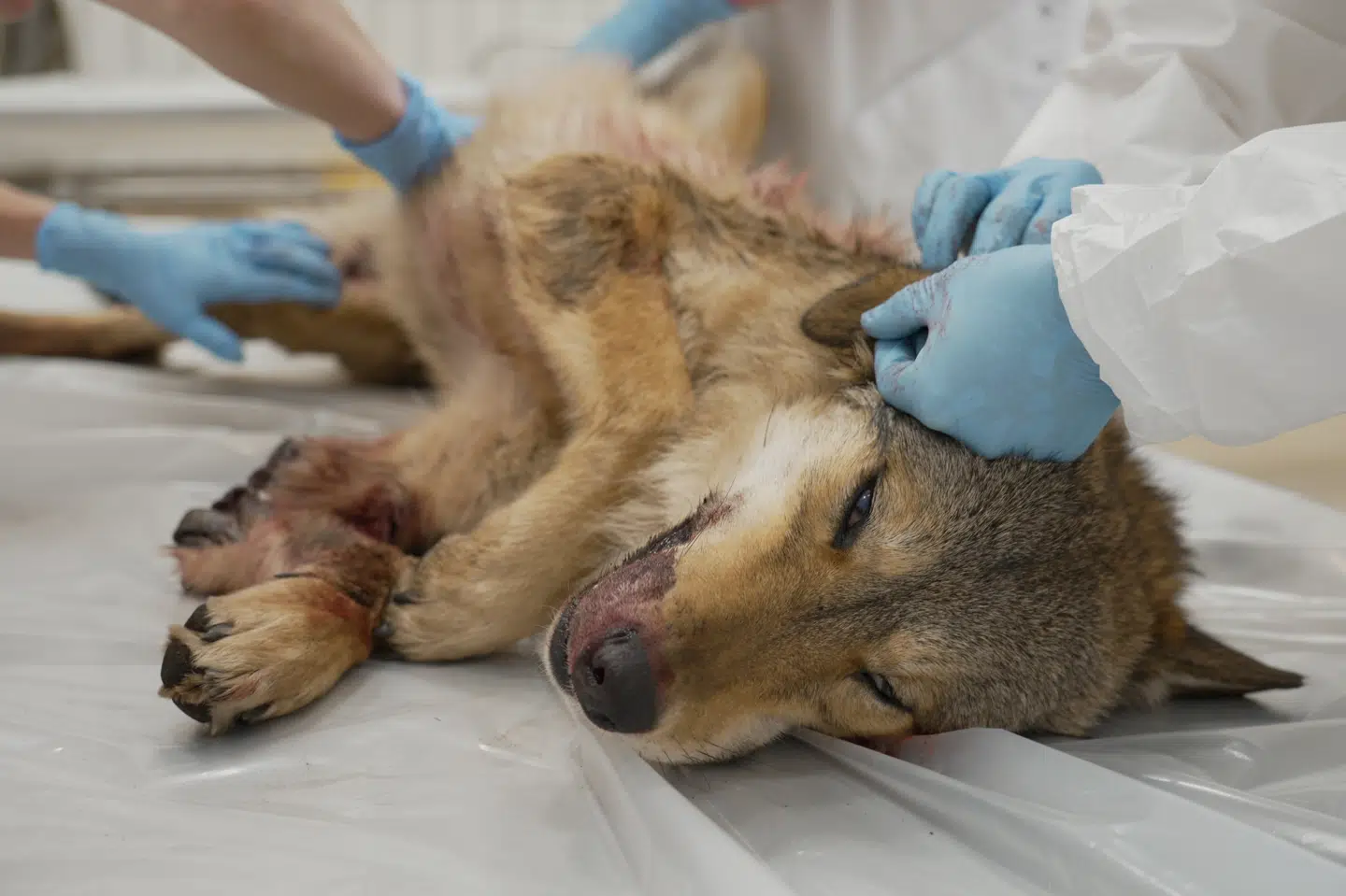 Fem døde ulve er blevet obduceret af Københavns Universitet. En af dem blev skudt ulovligt, viser en obduktion.