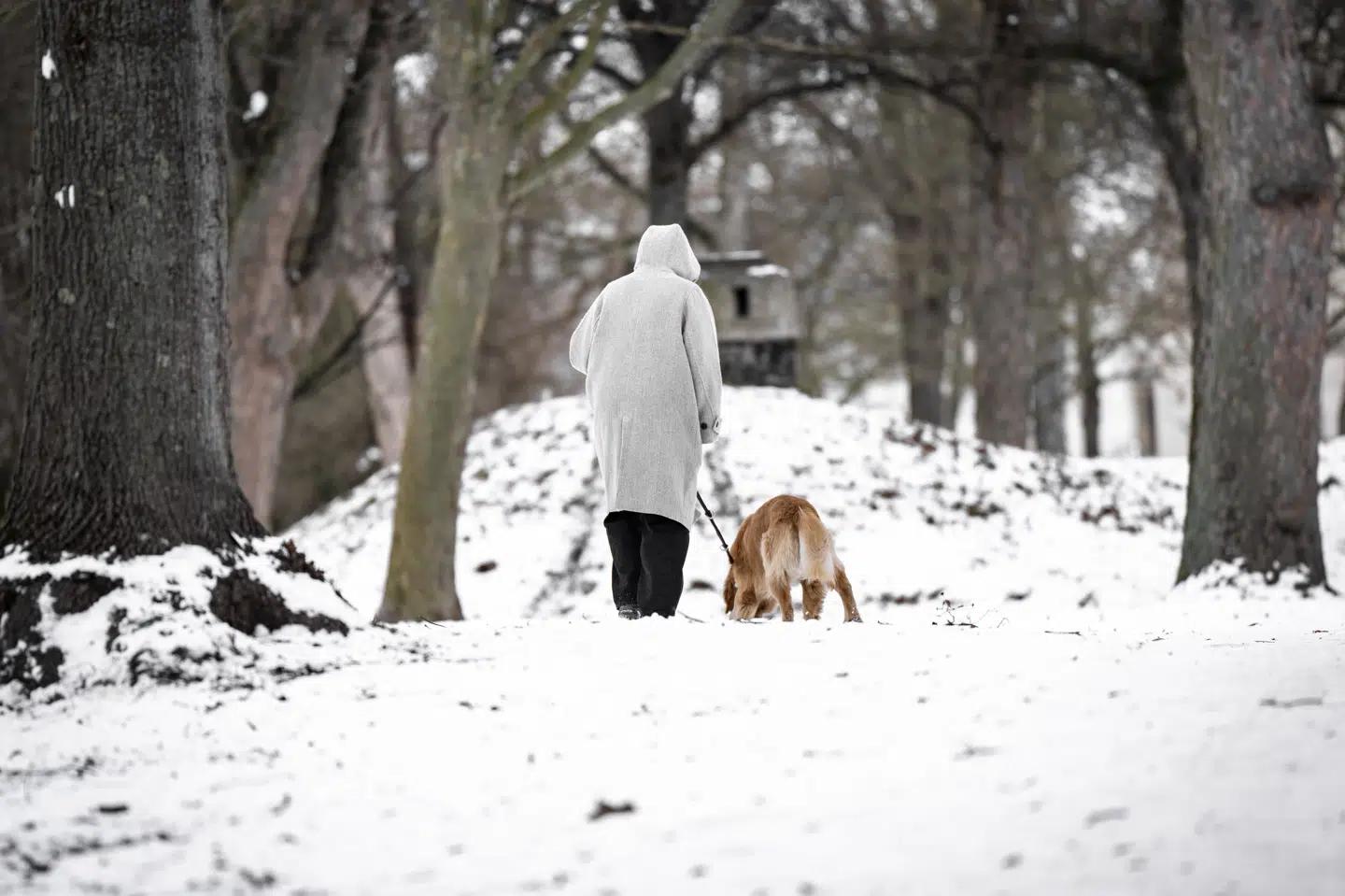 Frisk til hård vind gør, at det føles ned til minus 16 grader søndag. (Arkivfoto).