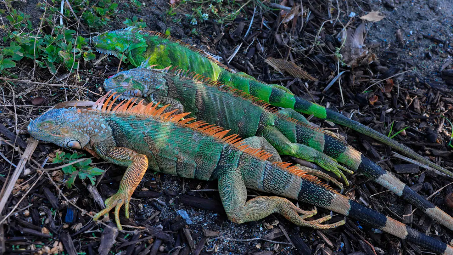 I Floridas gader og stræder kan man se stivfrosne leguaner, der ikke tåler det kolde vejr.