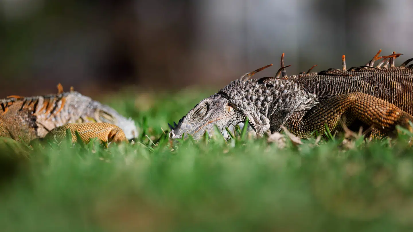 Flere steder i Florida rammes i disse dage af temperaturer, der ikke er set lavere siden 1989.