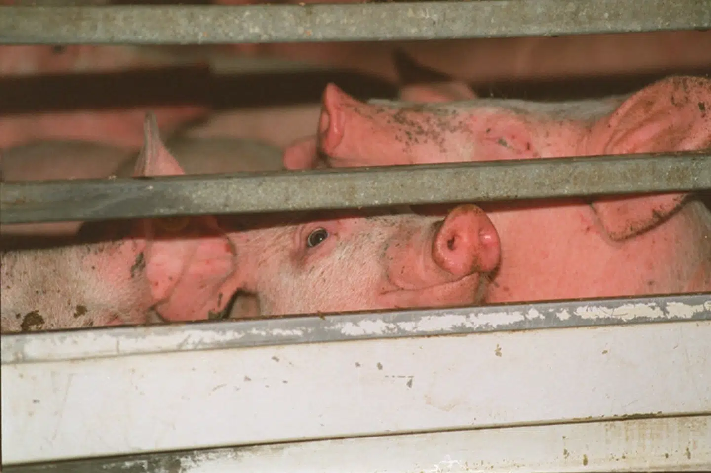 67 grise blev under en grisetransport udsat for alt for høje temperaturer, der endte med at koste dem livet. Nu er en chauffør og det selskab, han kørte for, tiltalt for brud på dyrevelfærdsloven. Grisene her på billedet har ikke noget med den aktuelle retssag at gøre. (Arkivfoto).