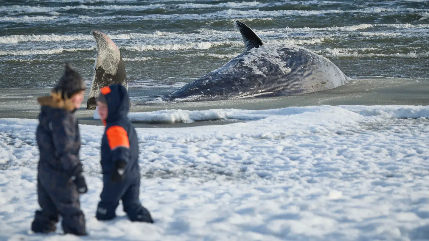 Kaskelothvalen strandede lørdag 31. januar.