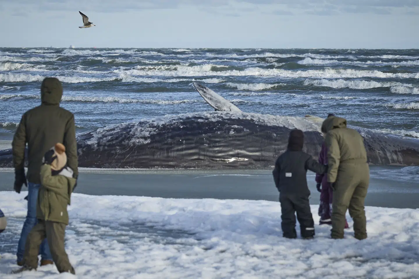 En strandet hval i Ålbæk Bugt er blevet et tilløbsstykke for lokale, der her ser på det store dyr i løbet af weekenden. (Arkivfoto).