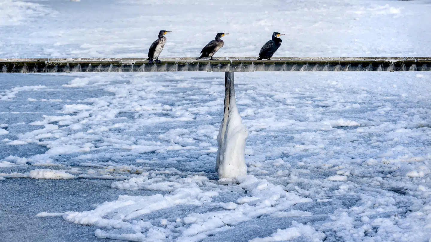 Det er ikke kun koldt for skarverne. Og på grund af kulden kan det være svært at udføre visee arbejdsopgaver, viser det sig.