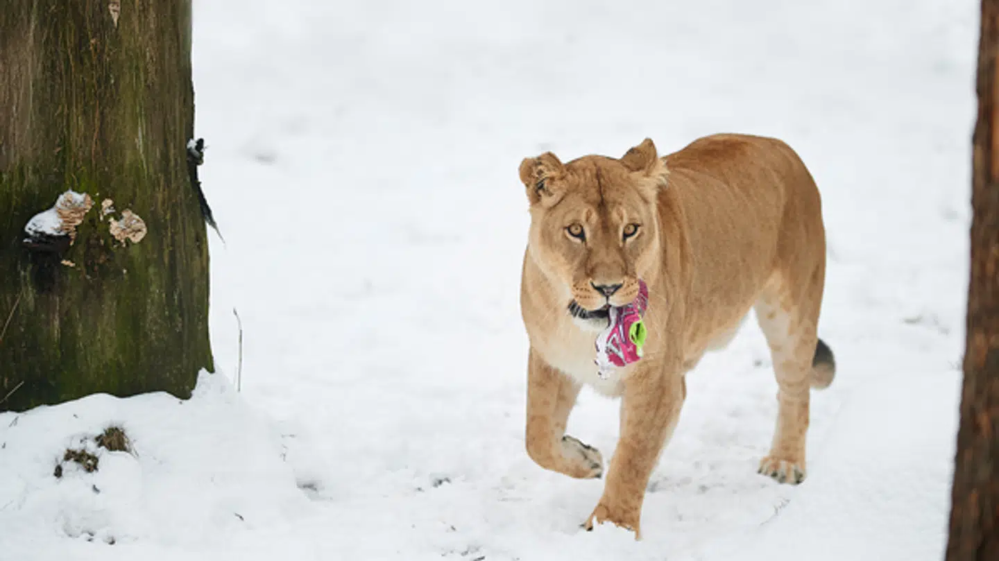 Arkiv: Dyrene mærker også til kulden