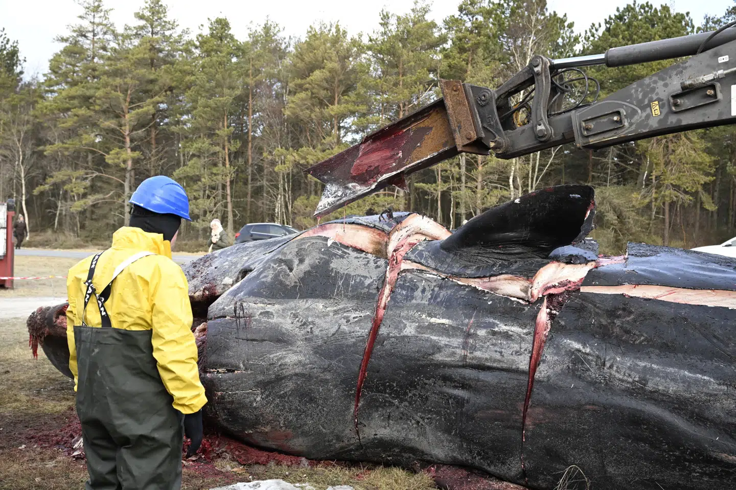 Obduktionen i Ålbæk Bugt er torsdag gået i gang, og hvalen er ved at blive skåret op.