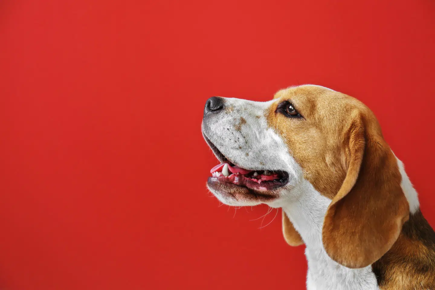 En spytprøve kan afsløre en hunds temperament, viser ny forskning. Foto: Adobe Stock