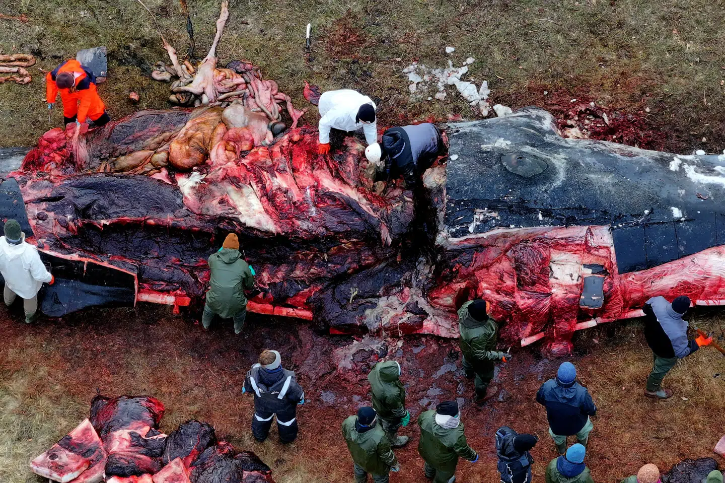 Sidst en kaskelothval strandede i Danmark var i 2016. Her strandede den ud for den vestjyske ø Fanø.